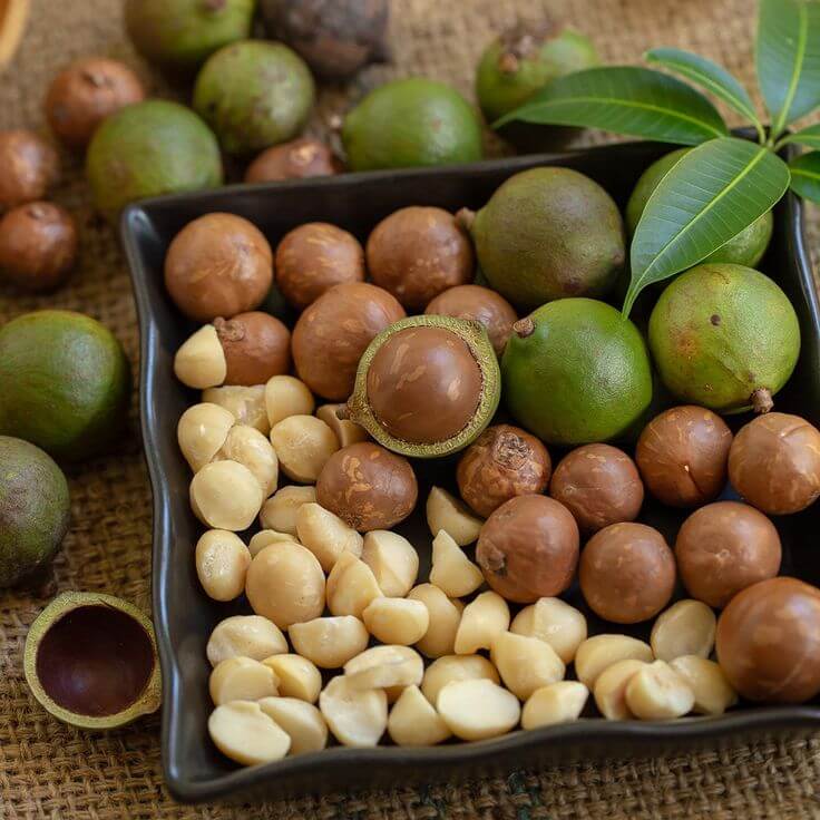 Macadamia Nut Seeds - Nut Tree Plant for Home Gardens