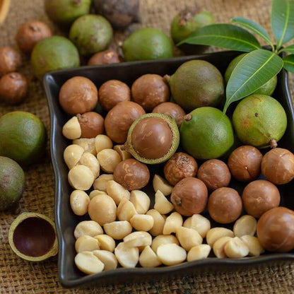 Macadamia Nut Seeds - Nut Tree Plant for Home Gardens