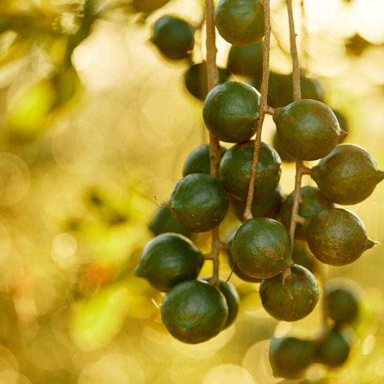 Macadamia Nut Seeds - Nut Tree Plant for Home Gardens