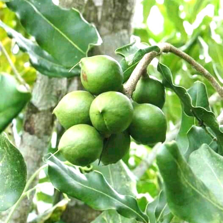 Macadamia Nut Seeds - Nut Tree Plant for Home Gardens