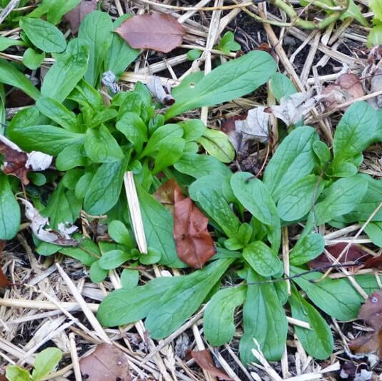 Mache Seeds - Heirloom Herbal Plant for Home Gardens