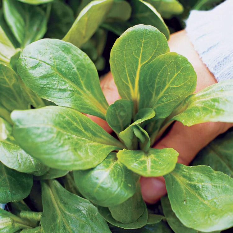 Mache Seeds - Heirloom Herbal Plant for Home Gardens
