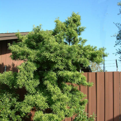 Macrophyllus Podocarpus Seeds