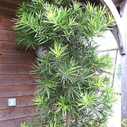 Macrophyllus Podocarpus Seeds