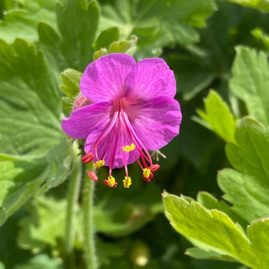 Macrorrhizum Geranium Seeds 