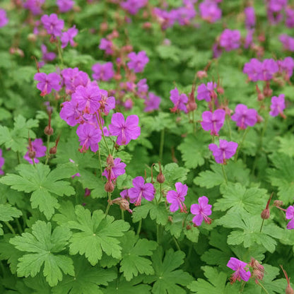 Macrorrhizum Geranium Seeds 