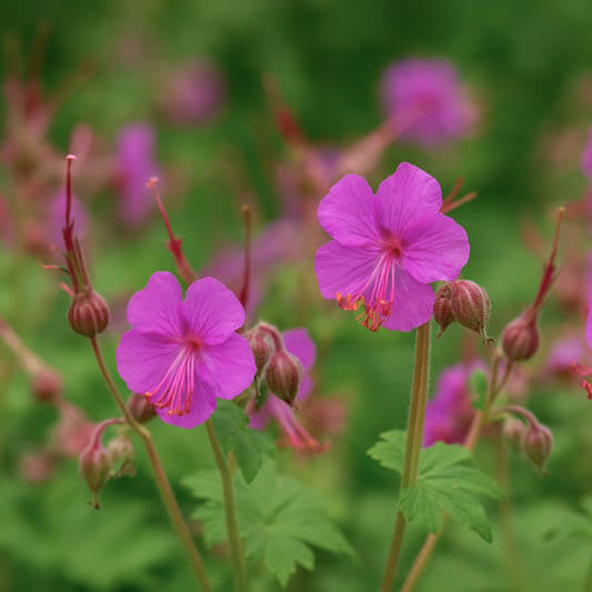 Macrorrhizum Geranium Seeds 