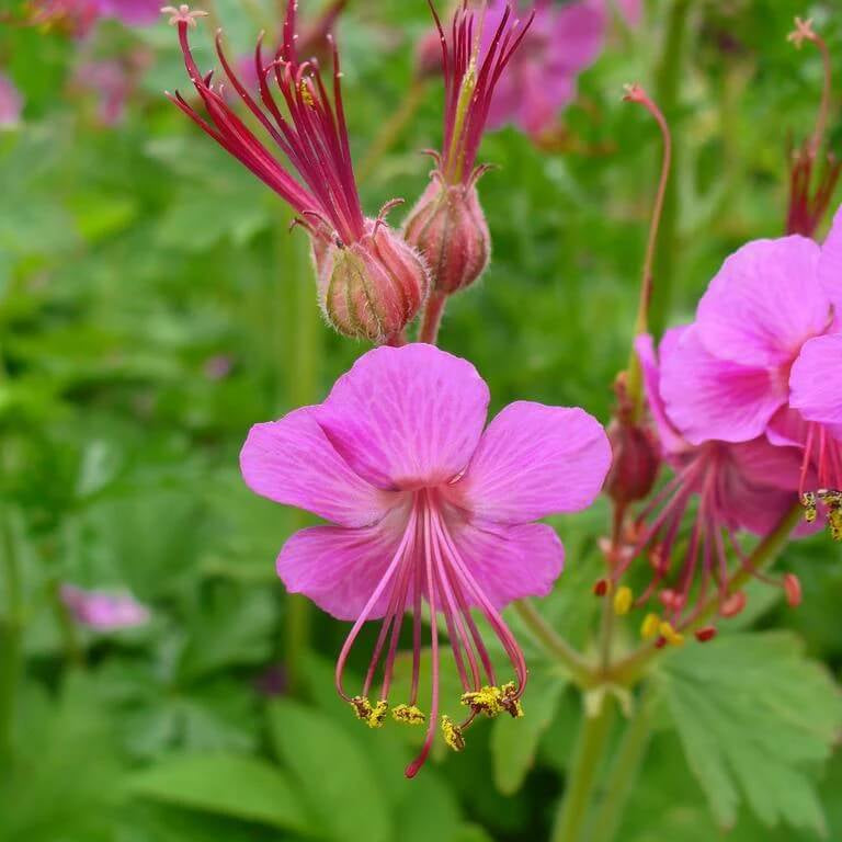 Macrorrhizum Geranium Seeds 