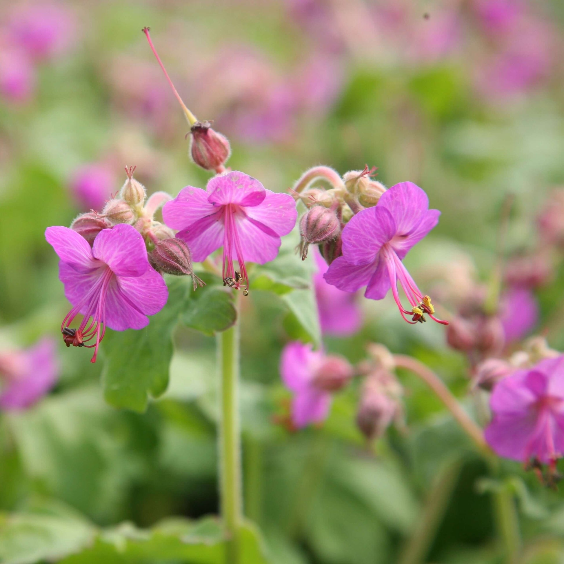 Macrorrhizum Geranium Seeds 