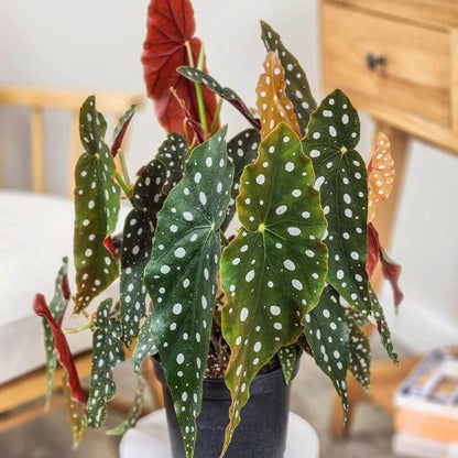 Maculata Begonia Seeds