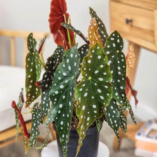 Maculata Begonia Seeds