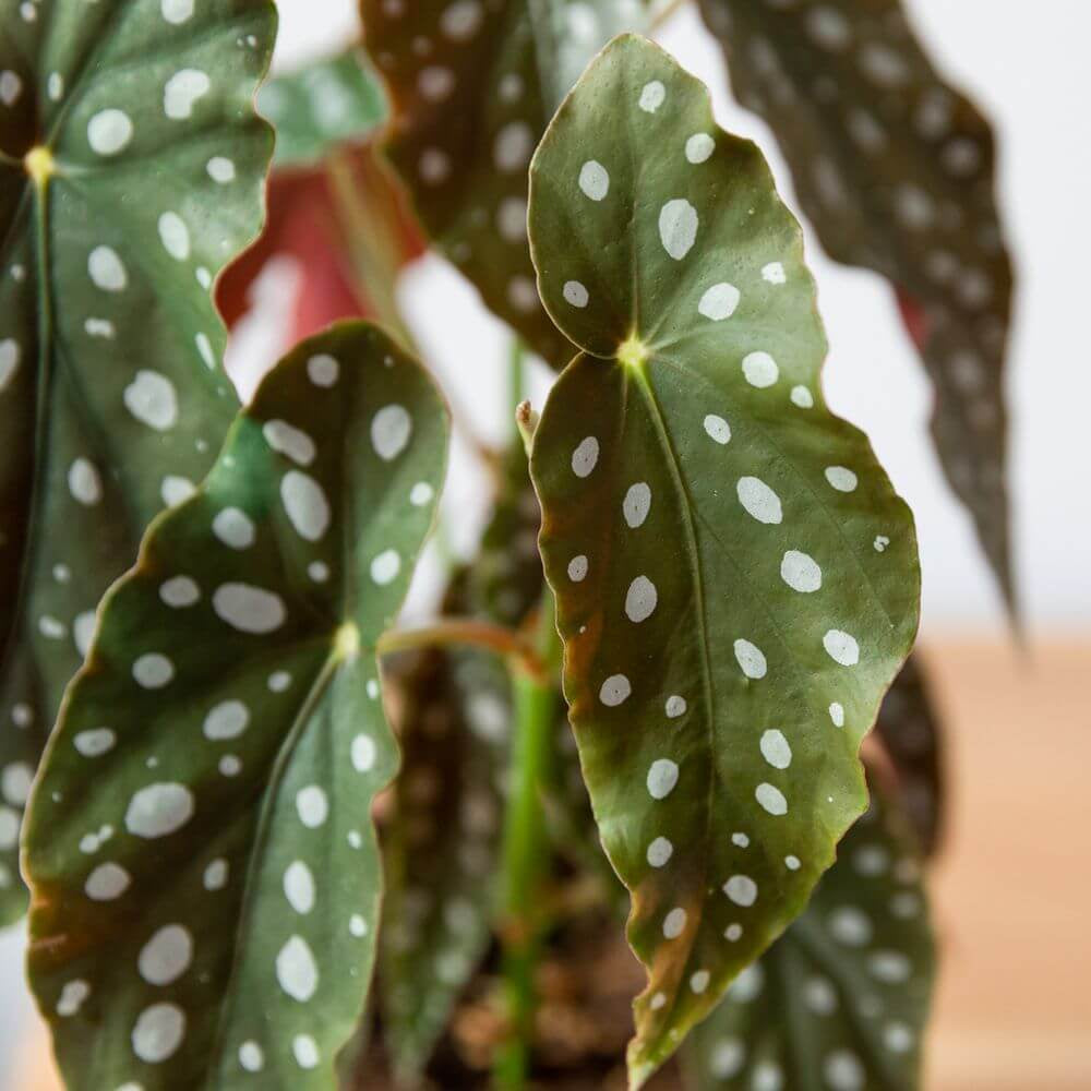 Maculata Begonia Seeds