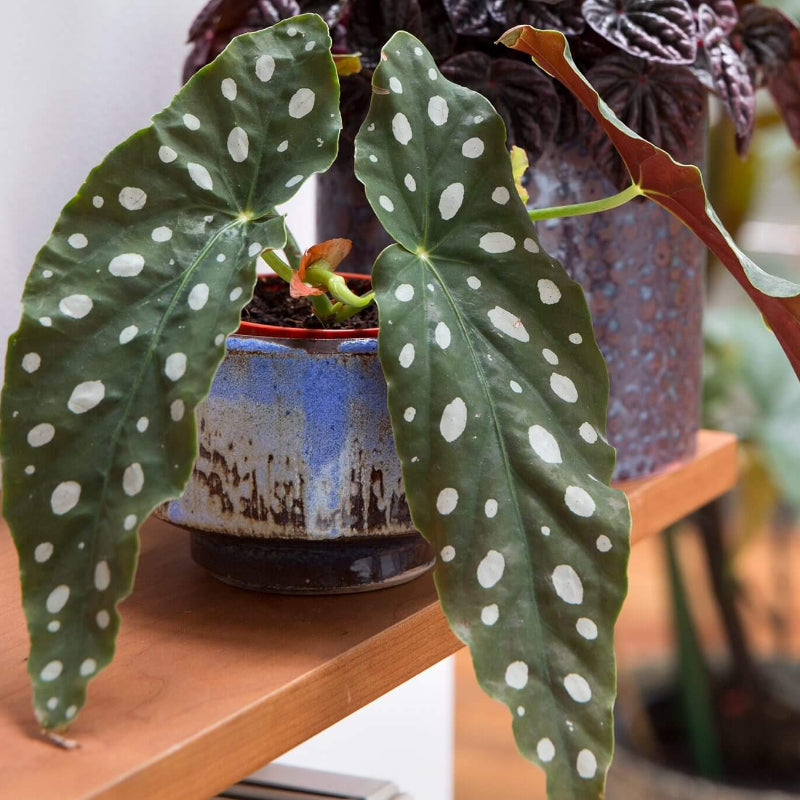 Maculata Begonia Seeds