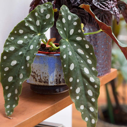 Maculata Begonia Seeds
