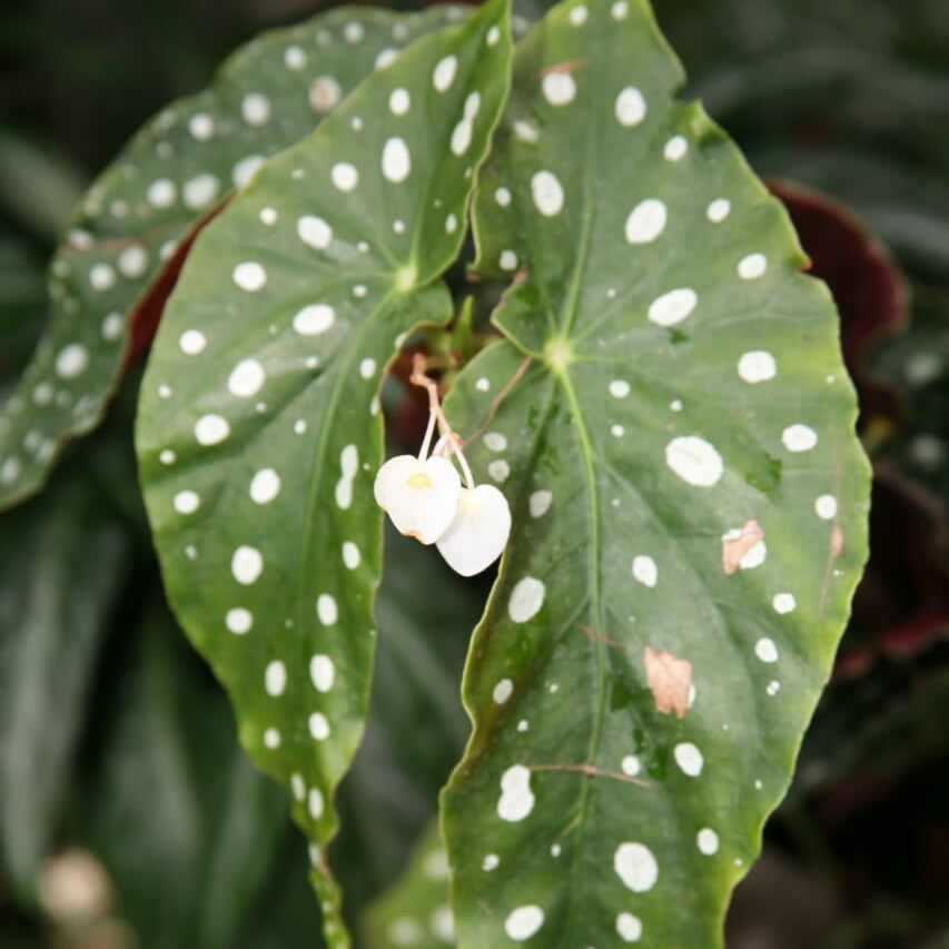 Maculata Begonia Seeds