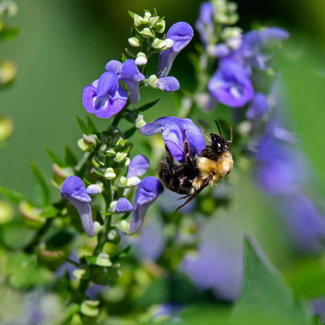 Mad Dog Skullcap Seeds