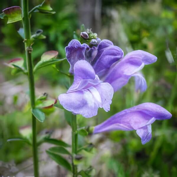 Mad Dog Skullcap Seeds