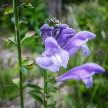 Mad Dog Skullcap Seeds