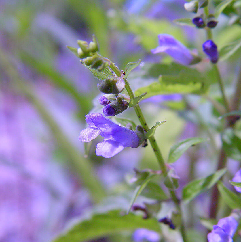 Mad Dog Skullcap Seeds