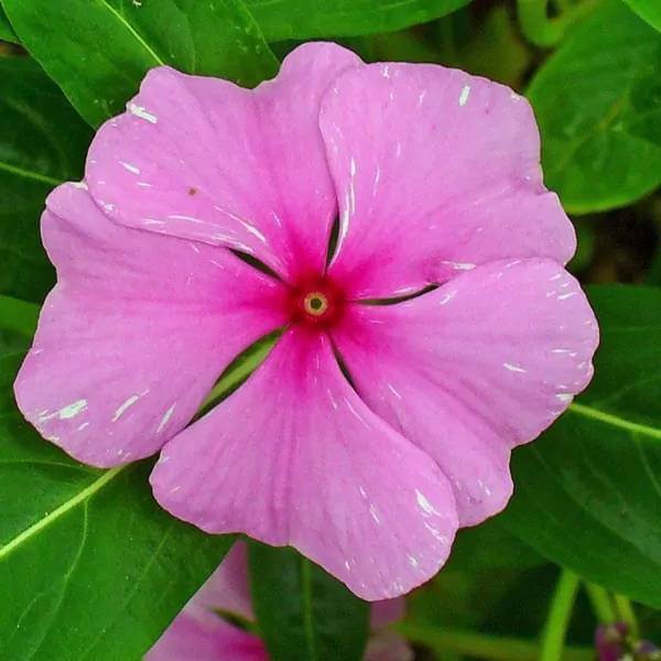 Madagascar Periwinkle Seeds - Heirloom Flower Plant for Home Gardens