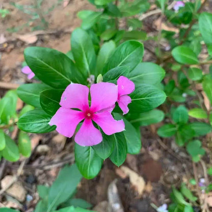 Madagascar Periwinkle Seeds - Heirloom Flower Plant for Home Gardens