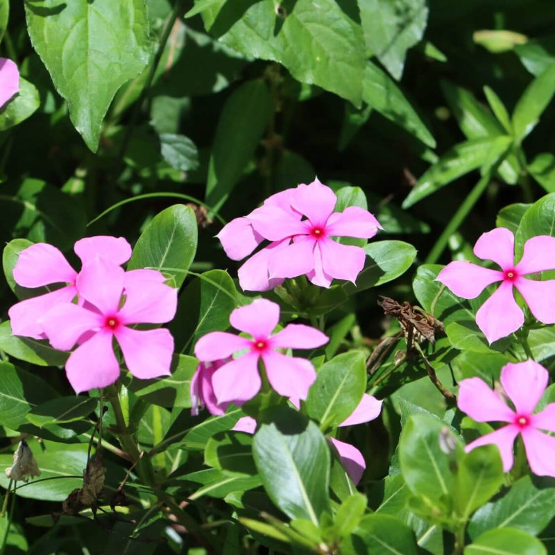 Madagascar Periwinkle Seeds - Heirloom Flower Plant for Home Gardens