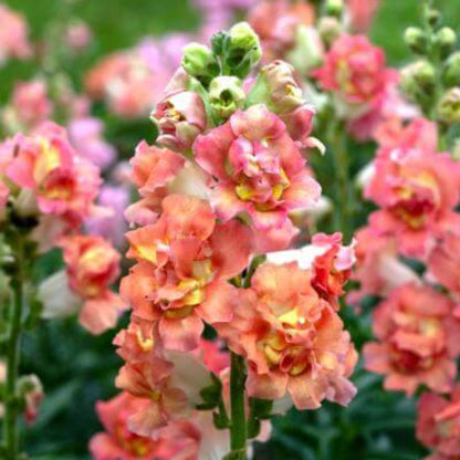 Madame Butterfly Snapdragon Seeds - Flower Plant