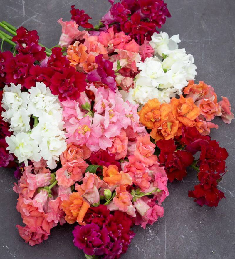 Madame Butterfly Snapdragon Seeds - Flower Plant