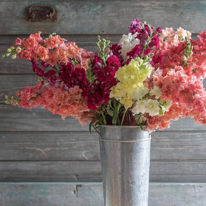 Madame Butterfly Snapdragon Seeds - Flower Plant