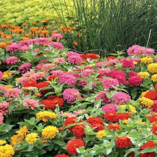 Magellan Zinnia Seeds - Flower Plant