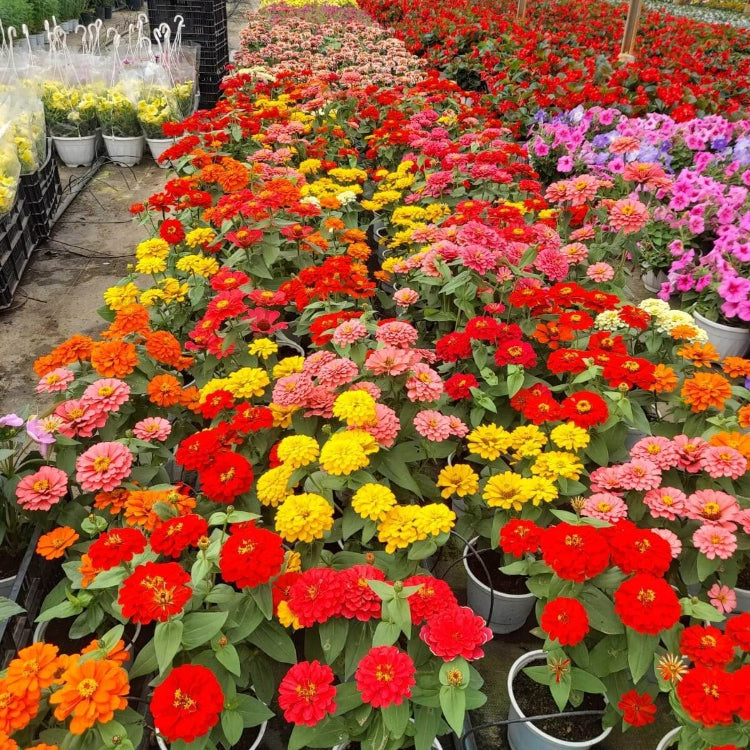 Magellan Zinnia Seeds - Flower Plant