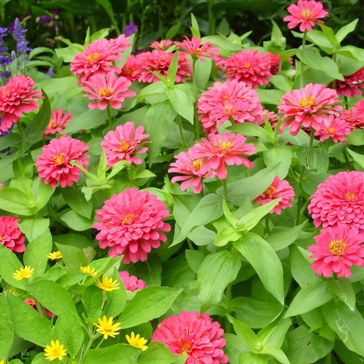 Magellan Zinnia Seeds - Flower Plant