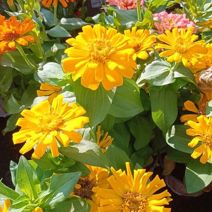 Magellan seeds 
