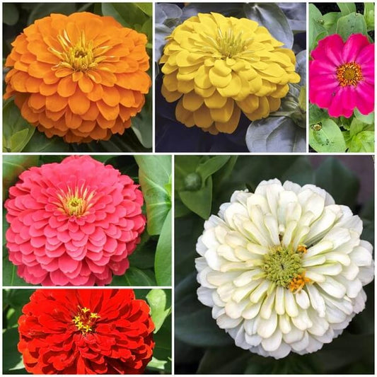 Magellan seeds - All in one for home gardens