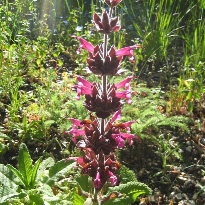 Magenta Red California Hummingbird Sage Seeds 