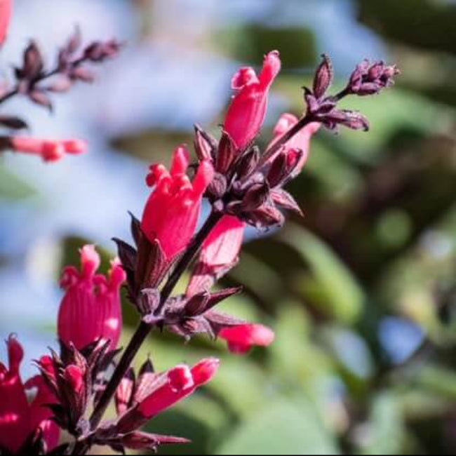 Magenta Red California Hummingbird Sage Seeds 