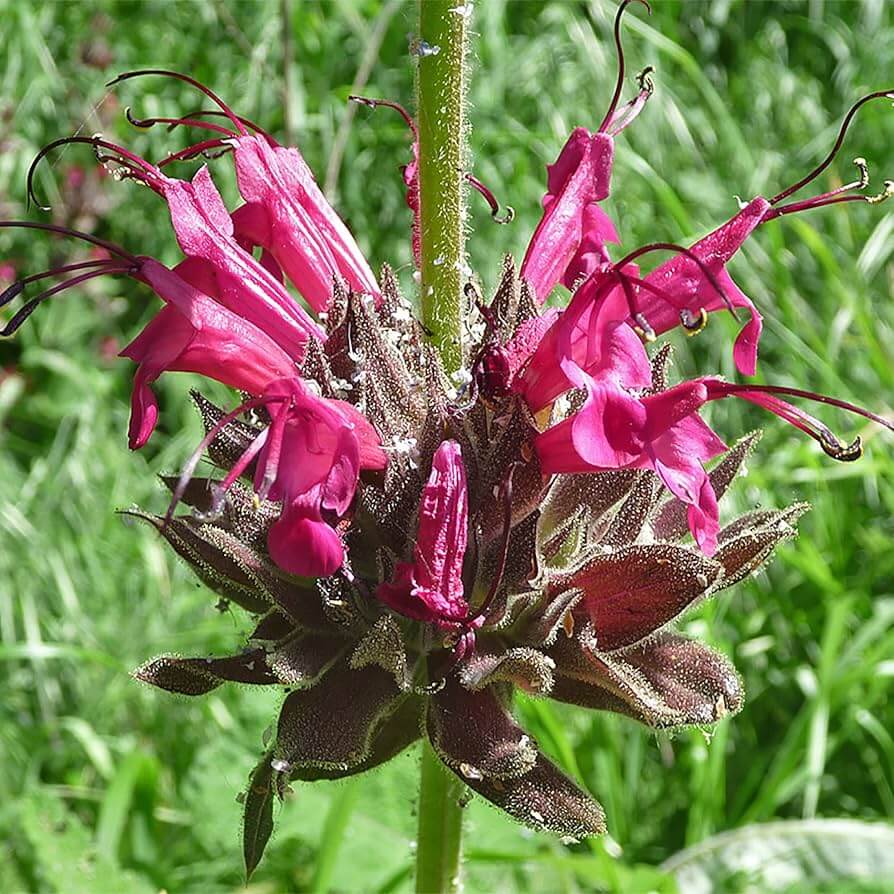 Magenta Red California Hummingbird Sage Seeds 