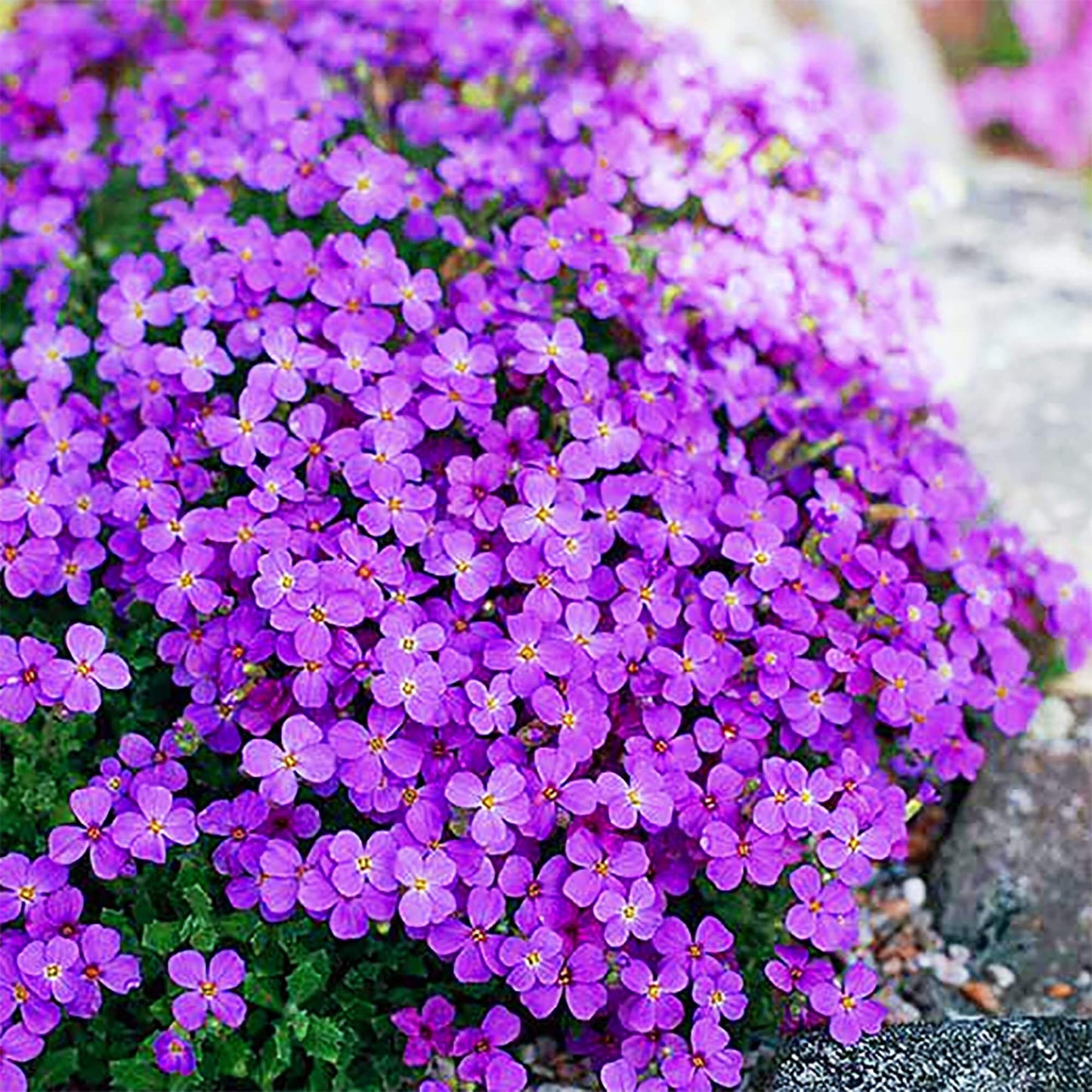 Magic Carpet Creeping Thyme Seeds - Herbal Plant