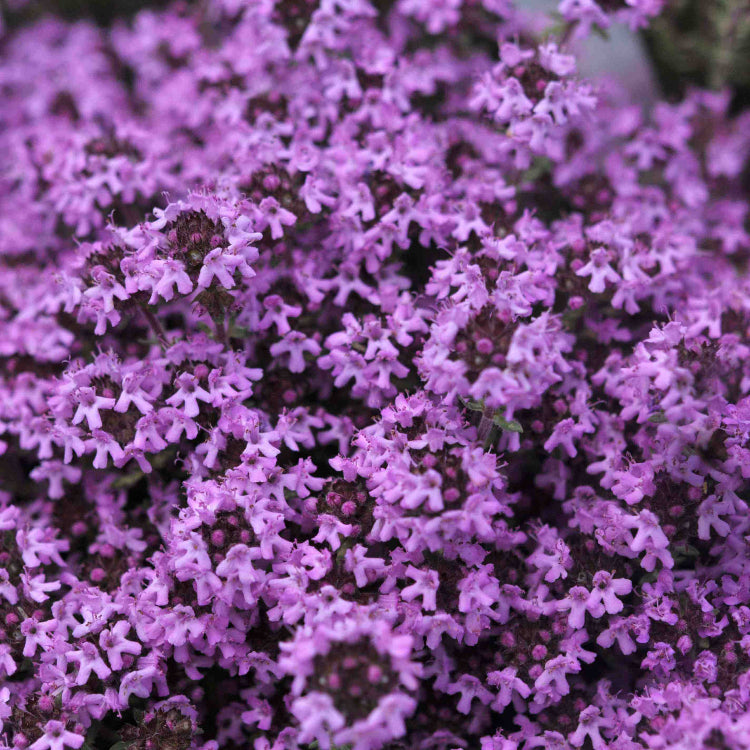 Magic Carpet Creeping Thyme Seeds - Herbal Plant