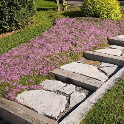 Magic Carpet Thyme seeds