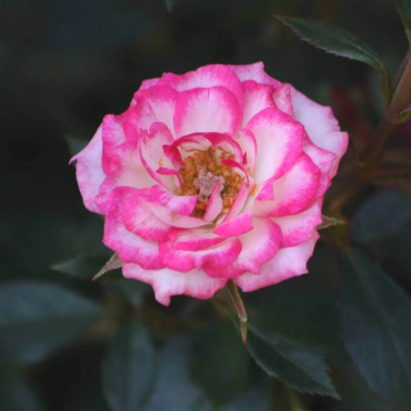 Magic Carrousel Miniature Rose Seeds - Heirloom Flower Plant for Home Gardens