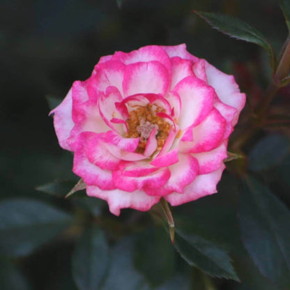 Magic Carrousel Miniature Rose Seeds - Heirloom Flower Plant for Home Gardens