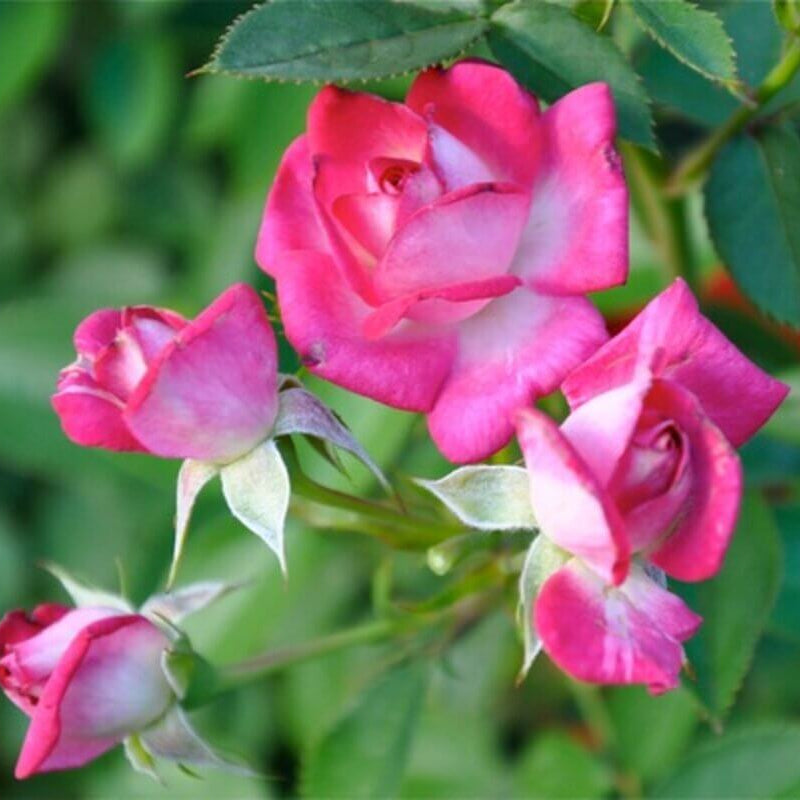 Magic Carrousel Miniature Rose Seeds - Heirloom Flower Plant for Home Gardens