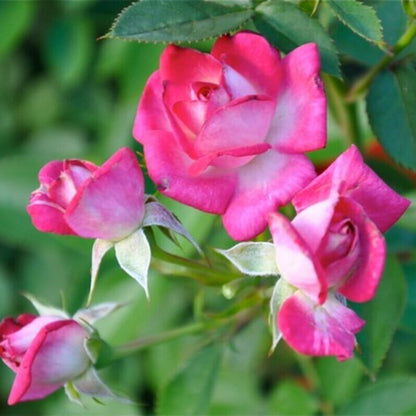 Magic Carrousel Miniature Rose Seeds - Heirloom Flower Plant for Home Gardens