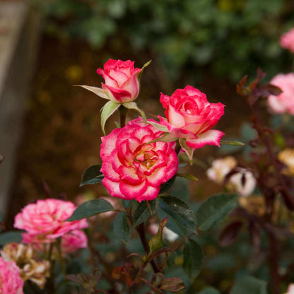 Magic Carrousel Miniature Rose Seeds - Heirloom Flower Plant for Home Gardens