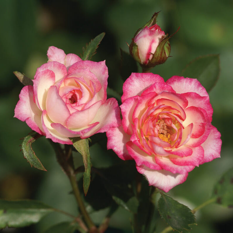Magic Carrousel Miniature Rose Seeds - Heirloom Flower Plant for Home Gardens