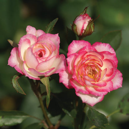 Magic Carrousel Miniature Rose Seeds - Heirloom Flower Plant for Home Gardens