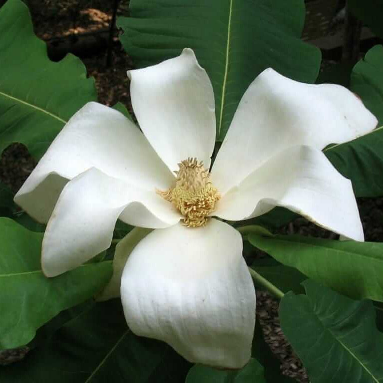 Magnolia Macrophylla Seeds - Tree Plant Sees for Home Gardens