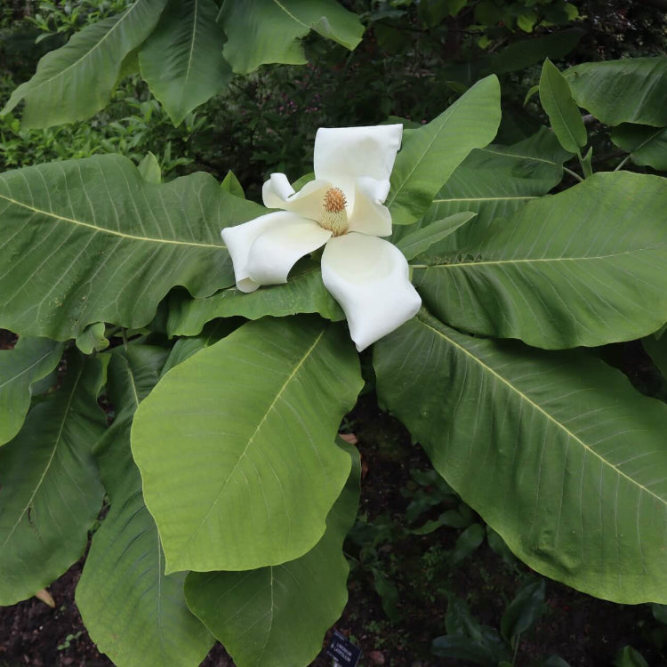 Magnolia Macrophylla Seeds - Tree Plant Sees for Home Gardens