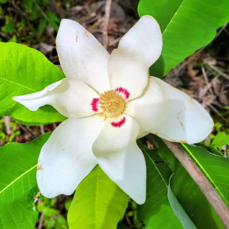 Magnolia Macrophylla Seeds - Tree Plant Sees for Home Gardens